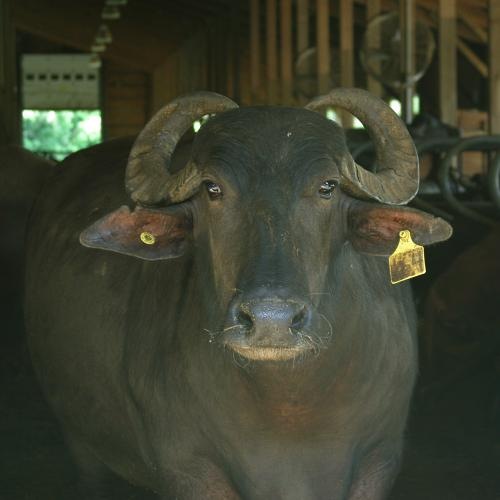 modstå flygtninge Uændret Water Buffalo Mozzarella