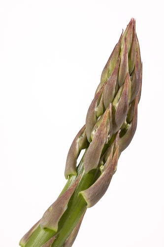 Roasted Asparagus-2009-2.jpg