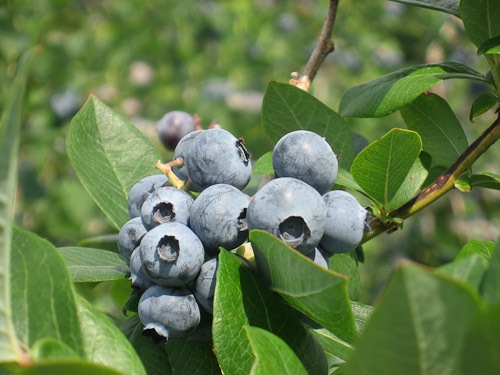 blueberry-5979.jpg