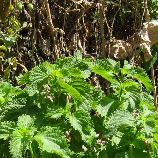 Shiso-0060-600px.jpg