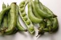 Favas Suck (-otash)!