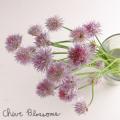 Chive Blossoms