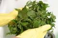Stinging Nettles Soup