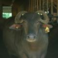 Water Buffalo Mozzarella