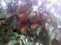 Guest Chef: Peach Preserves